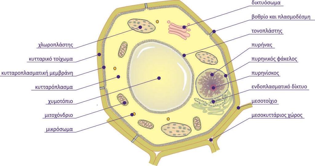 Τα κύτταρα αποτελούν τις δομικές και