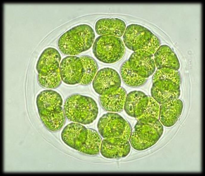 Φυκολογία Μορφολογία των φυκών 9 Κυτταρική δομική οργάνωση (συνέχεια) Β. Πολυκύτταρα.