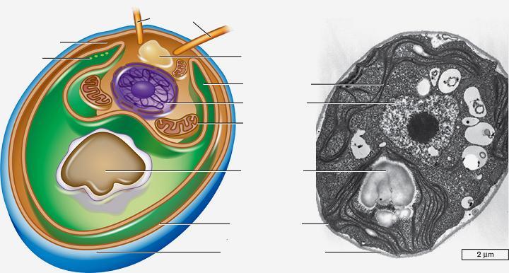 Φυκολογία Ευκαρυωτικό vs Προκαρυωτικό φύκος 14 Ευκαρυωτικό κύτταρο φύκους Chlamydomonas Μαστίγια Κυτταρόπλασμα