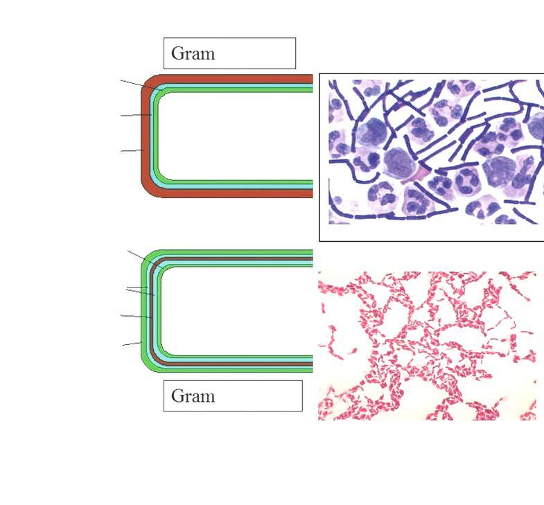 Gram-αρνητικό Τα Gram θετικά βακτήρια βάφονται ιώδη με τη Gram χρώση επειδή δεν έχουν εξώτατη μεμβράνη Κυτταρόπλασμα Πλασματική μεμβράνη Λιποπολυσακχαρίτες Gram αρνητικό κυτταρικό τοίχωμα Θετικό 16