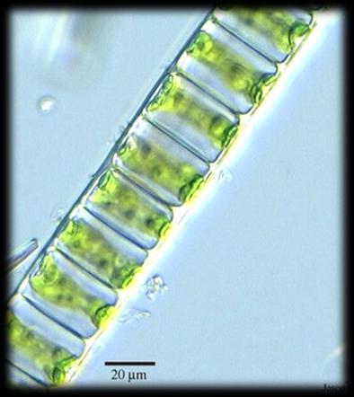 E-Zygnema H-Ectocarpus Χλωροπλάστες Ζ Z-Polysiphonia Χλωροπλάστες