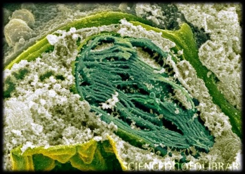 Φυκολογία Ο χλωροπλάστης απεικονισμένος 21 Χλωροπλάστες στο κύτταρο Τομή χλωροπλάστη Το