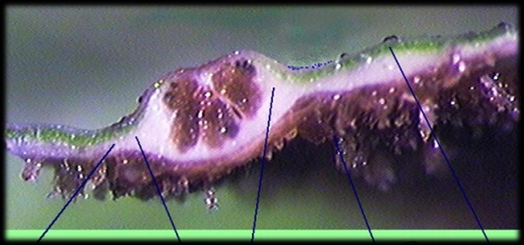 Zoochlorella εντός της Hydra, ή Chlorella εντός Paramecium) καλούνται