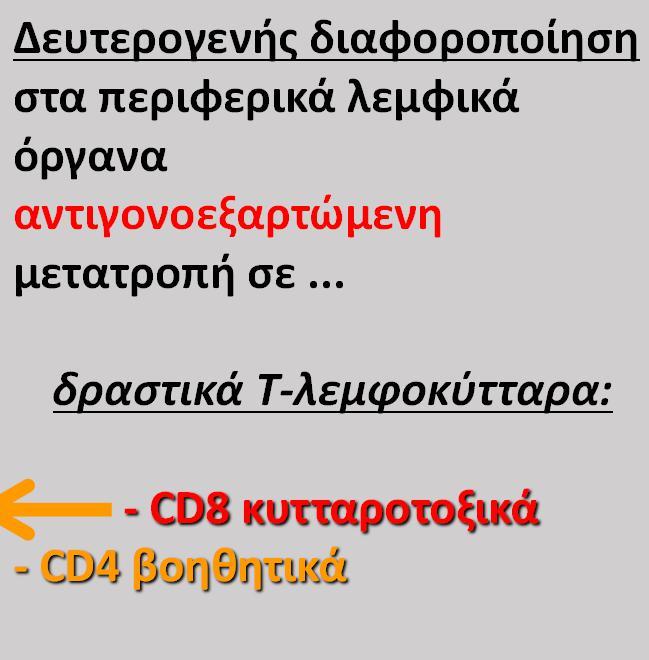 ΠΡΟΕΛΕΥΣΗ - ΔΙΑΦΟΡΟΠΟΙΗΣΗ Τ ΛΕΜΦΟΚΥΤΤΑΡΩΝ Παρθένα Τ