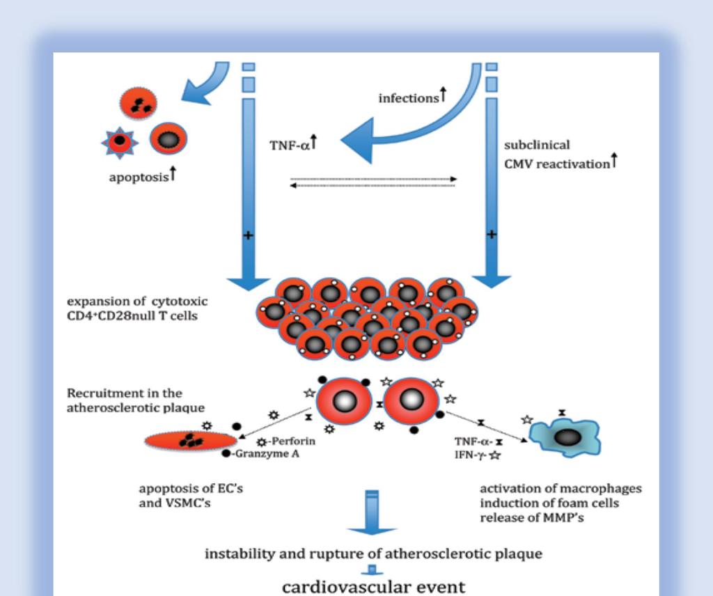 Ο ρόλος των CD4CD28null στην αποσταθεροποίηση και ρήξη της αθηρωματικής πλάκας Α) Aμεσα-- περφορίνη και