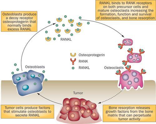 Ο ΡΟΛΟΣ ΤΟΥ RANK-L RANK-L -> οικογένεια tumor necrosis factors -> παράγεται από τους οστεοβλάστες -> προκαλεί