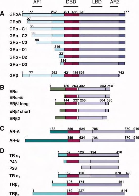 30 (Glucocorticoid Response Elements GRE) και προσδένονται σε αυτά μέσω της DBD (Isohashi & Okamoto, 1993) (Kino & Souvatzoglou, 2003). Εικόνα 17.