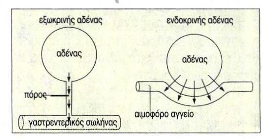 7 1. ΟΡΜΟΝΕΣ 1.1 Αδένες Στον ανθρώπινο οργανισμό υπάρχουν δύο είδη αδένων: α) οι εξωκρινείς αδένες (π.χ. ιδρωτοποιοί, σμηγματογόνοι) εκκρίνουν το προϊόν τους στην επιφάνεια του σώματος ή σε κοιλότητες.