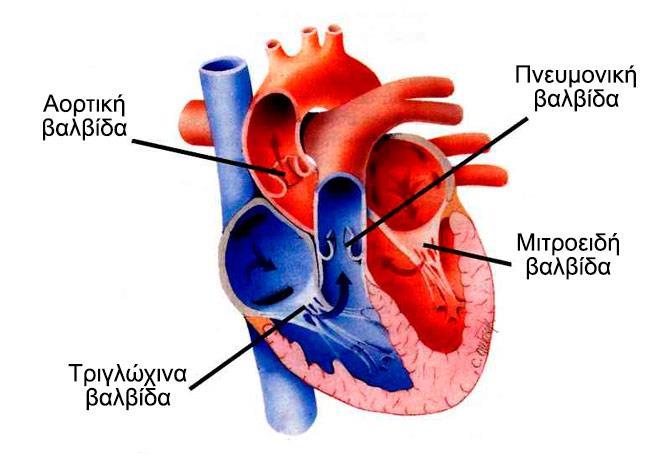 Μηνοειδείς βαλβίδες
