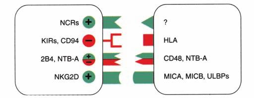19 Δενδριτικό κύτταρο Ενεργοποίηση των T H 1 CD4+ Τ κυττάρων Επάγονται τα CD8+ κυτταροτοξικά Τ κύτταρα Σκοτώνουν μολυσμένα κύτταρα από μικρόβια IL-2, IFN-γ, IL-3 TNF-α, TNF-β, GM-CSF Β κύτταρα που
