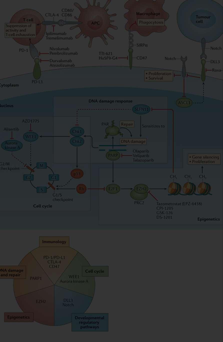 TARGETED THERAPIES high mutational burden (smoking) tumor