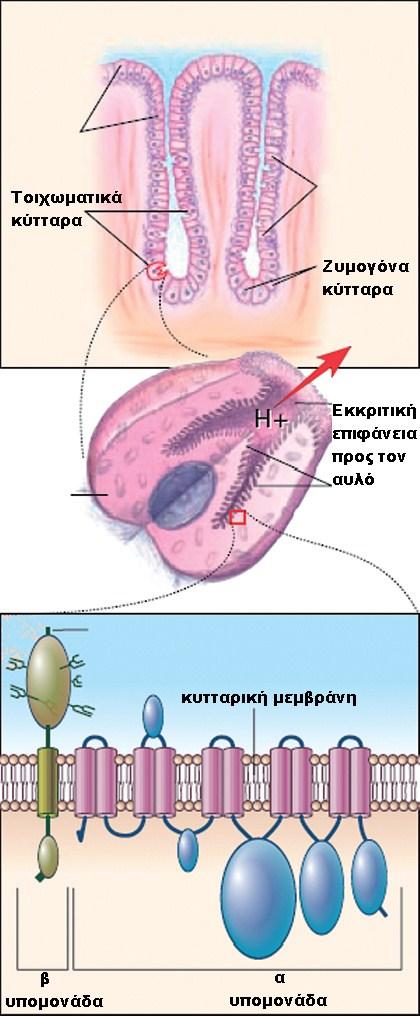 Εικόνα 33. Αντλία Η + /Κ + τοιχωματικού κυττάρου στομάχου. Στο πρώτο σχήμα σημειώνεται η θέση των τοιχωματικών κυττάρων του στομάχου μέσα στα γαστρικά αδένια.
