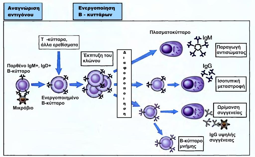 3.2.β. Β-λεμφοκύτταρα Τα Β-λεμφοκύτταρα αντιπροσωπεύουν το 5-15% περίπου του συνόλου των κυκλοφορούντων λεμφοκυττάρων στον οργανισμό.