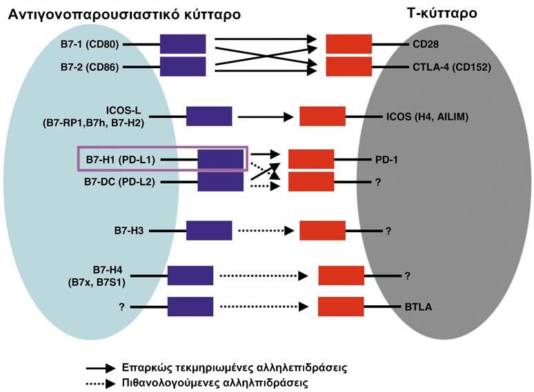 Εικόνα 18. Αλληλεπιδράσεις μεταξύ συνδιεγερτικών μορίων του αντιγονοπαρουσιαστικού κυττάρου και υποδοχέων του Τ-κυττάρου (57). Οι Β7 πρωτεΐνες περιλαμβάνουν 7 μέχρι σήμερα γνωστά μόρια: τα Β7.