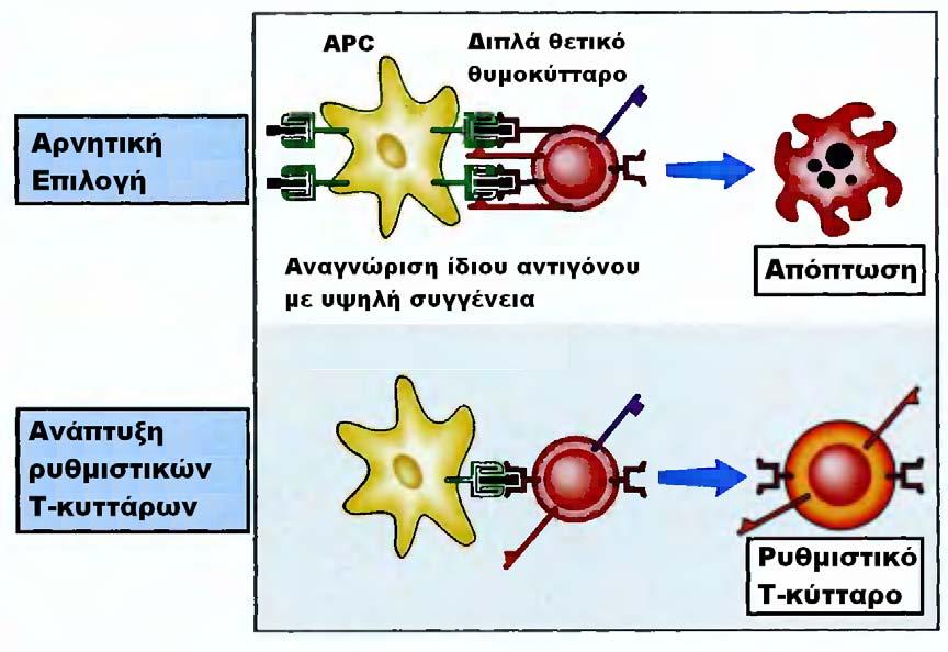 ελέγχονται τα CD4+ T-κύτταρα που αναγνωρίζουν αντιγόνα της τάξης II του μείζονος συμπλέγματος ιστοσυμβατότητας και CD8+ Τ-κύτταρα που αναγνωρίζουν αντιγόνα της τάξης I του μείζονος συμπλέγματος