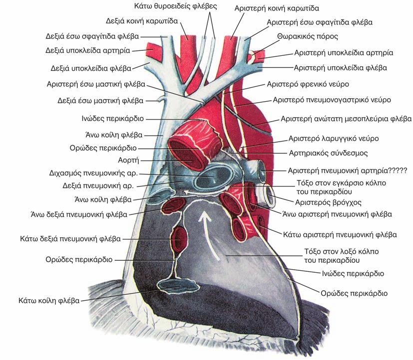 16 ΚΑΡΔΙΟΧΕΙΡΟΥΡΓΙΚΗ κάρδιου σχηματίζουν δύο κόλπους Ο εγκάρσιος κόλπος βρίσκεται κάτω από την αορτή και την πνευμονική αρτηρία, και ε - πι τρέπει την επικοινωνία της δεξιάς με την αριστερή πλευρά