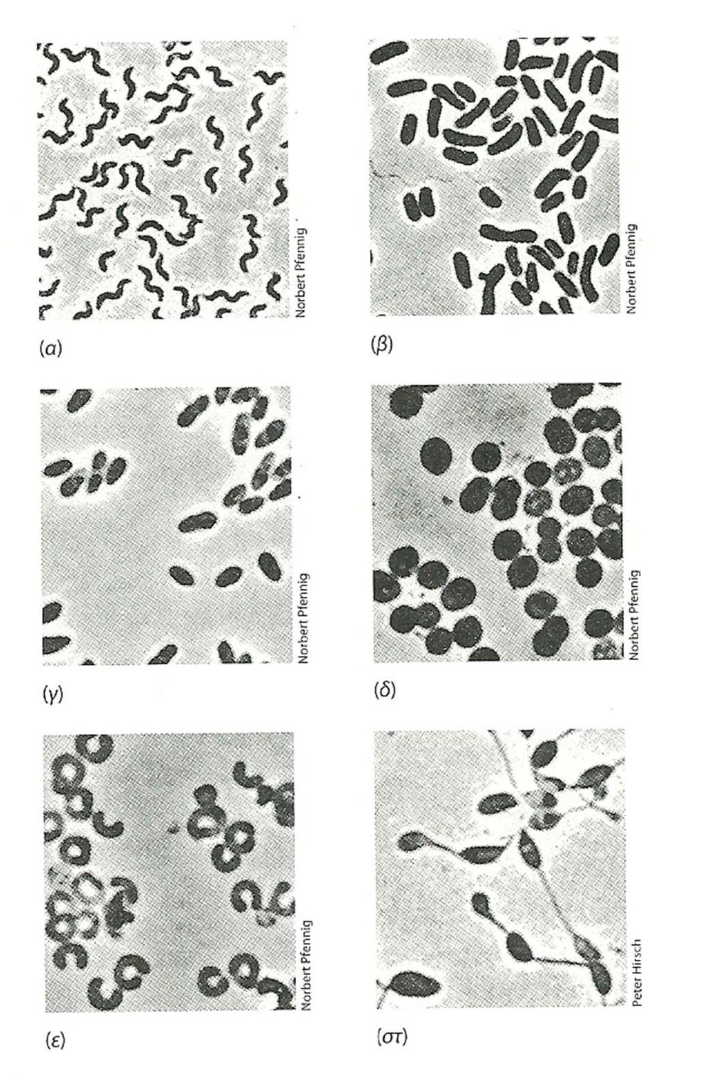 Σχ.171. Πορφυρά μη θειικά βακτήρια. (α) Phaespirillum fulvum. (β) Rhodoblastus acidophilus.
