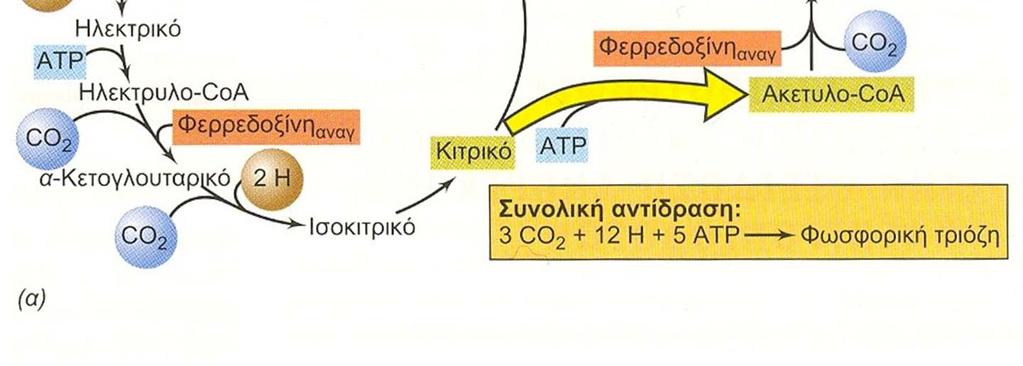 Πάρα πολλά είδη αφομοιώνουν οργανικές ενώσεις παρουσία φωτός (φωτοετεροτροφία).