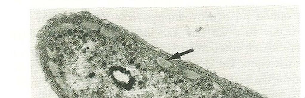 Σχ.171.