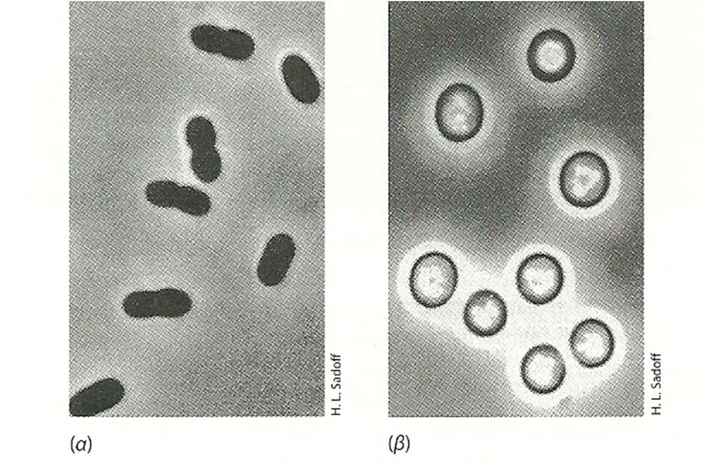 Το Azotobacter μπορεί να σχηματίσει ληθαργικές μορφές (κύστεις) που μοιάζουν με τα ενδοσπόρια.