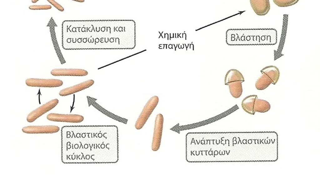 κύκλος του