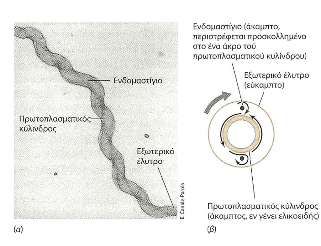 Το κύτταρο μιας σπειροχαίτης αποτελείται από τον «πρωτοπλασματικό κύλινδρο», τα ενδομαστίγια και το εξωτερικό έλυτρο.