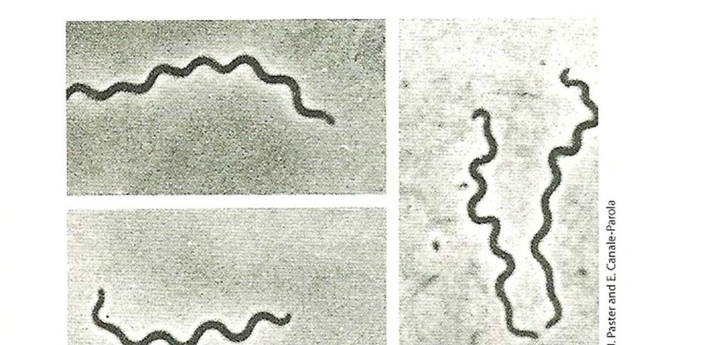 Σχ.192. Treponema και Borrelia.