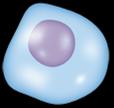 Gately MK, et al. Annu Rev Immunol.