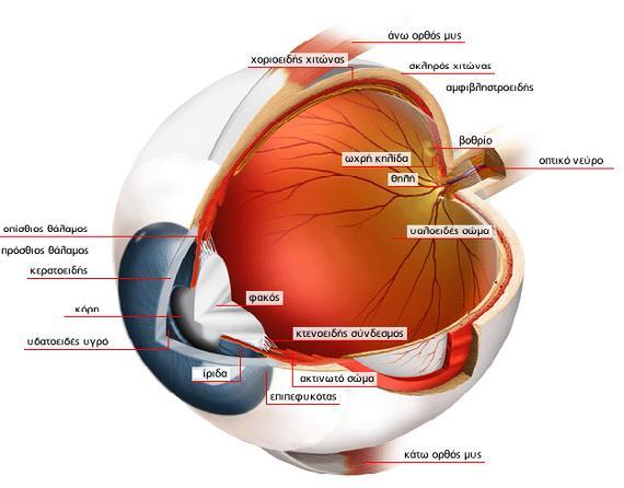 1. ANATOMIA TOY ΟΦΘΑΛΜΟΥ επιπεφυκότα. Τους οφθαλμικούς μύες, τα αγγεία και τα νεύρα, το λιπώδες υπόστρωμα και το σύστημα του συνδετικού ιστού. Σχήμα 1. 1 Διάγραμμα ανθρώπινου οφθαλμού. 1.1.3 Σκληρός χιτώνας Ο σκληρός είναι κοινώς γνωστός σαν το λευκό μέρος του οφθαλμού.