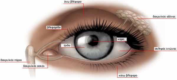 1. ANATOMIA TOY ΟΦΘΑΛΜΟΥ κολλαγόνου στον ιστό αυτό. Σχήμα 1. 3 Ο Δακρικός Αδένας και η εξωτερική επιφάνεια του οφθαλμού. 1.1.6 Ο Δακρυϊκός αδένας Τα δάκρυα παράγονται στον δακρυϊκό αδένα, ο οποίος είναι υπεύθυνος και για την έκκρισή τους.