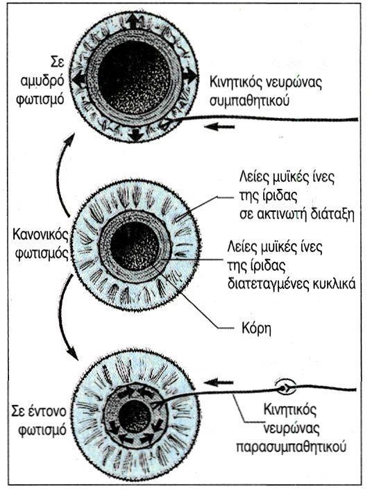 1.1 ΟΠΤΙΚΟ ΣΥΣΤΗΜΑ των οποίων δεν υπάρχει μελανίνη, συχνά υποφέρουν από προβλήματα στην όραση.