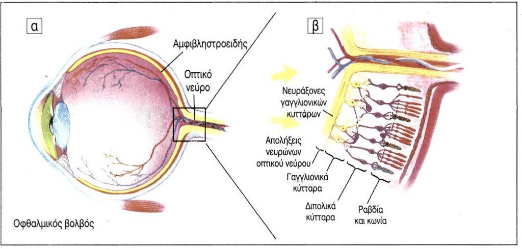 1.1 ΟΠΤΙΚΟ ΣΥΣΤΗΜΑ Στην παρυφή του φακού προστίθενται συνεχώς νέα κύτταρα σε όλη τη διάρκεια της ζωής, ενώ αντίθετα τα κύτταρα του κέντρου του δεν ανανεώνονται, ούτε αντικαθίστανται, αποτελώντας τα