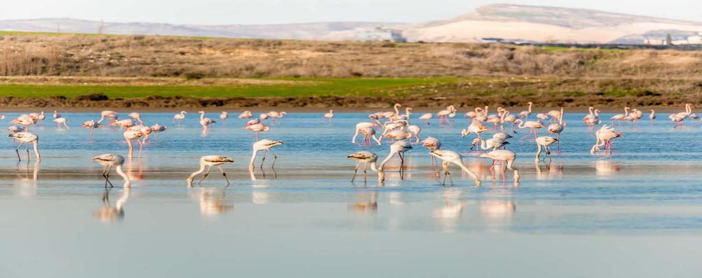 ΛΑΡΝΑΚΑ Πηγή: www.visitcyprus.