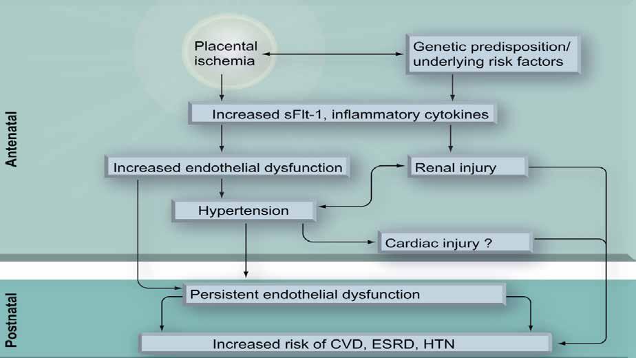 Καρδιαγγειακός κίνδυνος ΜΕΤΑ ΑΠΟ προεκλαμψία ΠΡΙΝ ΤΟΝ ΤΟΚΕΤΟ ΜΕΤΑ ΤΟΝ ΤΟΚΕΤΟ ΕΜΜΕΝΟΥΣΑ ΕΝΔΟΘΗΛΙΑΚΗ