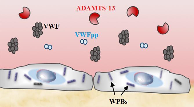 Ο παράγοντας von Willebrand ως δείκτης φλεγμονής Τα ενδοθηλιακά κύτταρα, ως αντίδραση στο φλεγμονώδες ερέθισμα, απελευθερώνουν το περιεχόμενο των WPBs Βασική κατάσταση (ηρεμία) Φυσιολογικά επίπεδα