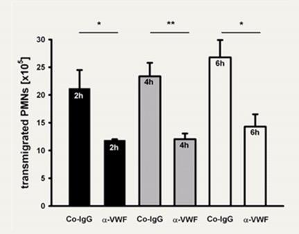 πρόσληψης των λευκοκυττάρων σε παρουσία πολυκλωνικών anti-vwf αντισωμάτων PMNs, ουδετερόφιλα πολυμορφοπύρηνα / Co-IgG, control rabbit IgG / α-vwf, anti-vwf
