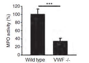 type VWF -/- Wild type VWF -/- Διήθηση λευκοκυττάρων