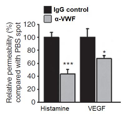 Σχετική διαπερατότητα (%) συγκριτικά με PBS Ο παράγοντας von Willebrand μεσολαβεί σε μεταβολές στη διαπερατότητα των αγγείων In vivo μελέτες Ερεθιστική εξ επαφής δερματίτιδα
