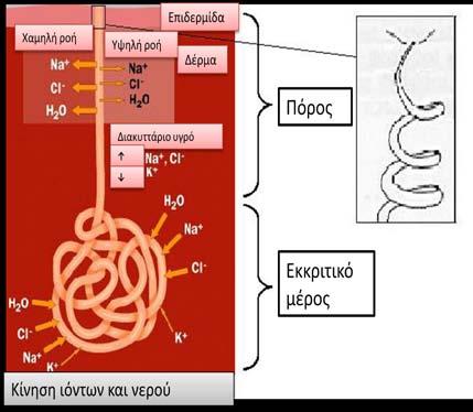 Σχήμα 3.6.1. Σχέση νευρικής ώσης ηλεκτροδερματικής δραστηριότητας(edr) και παραγωγής ιδρώτα όπως αναφέρεται στη μελέτη των Nishiyama και συν 395.