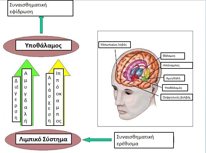 Σχήμα 3.7.1. Δομές του κεντρικού νευρικού συστήματος εμπλεκόμενες στην ηλεκτροδερματική δραστηριότητα.