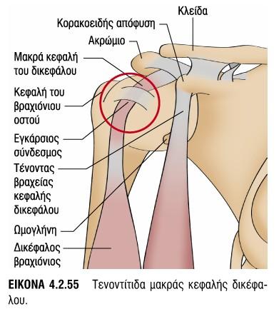 15Β415Β7,11Β6, 11Β7, 13Β7,13Β10 5η-7η Συνεδρία=14Α1-14Α4, 11Α1,11Α2, 15Α2-15Α4, 13Α4 8η-10η Συνεδρία=14Α5-14Α8 Ωμική ζώνη