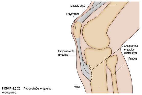 lateral πάνω στα χείλη (έσω-εξω) του χηνείου ποδός] 1η -3η/4η Συνεδρία=6Β1-688 (Ουραία κατεύθυνση