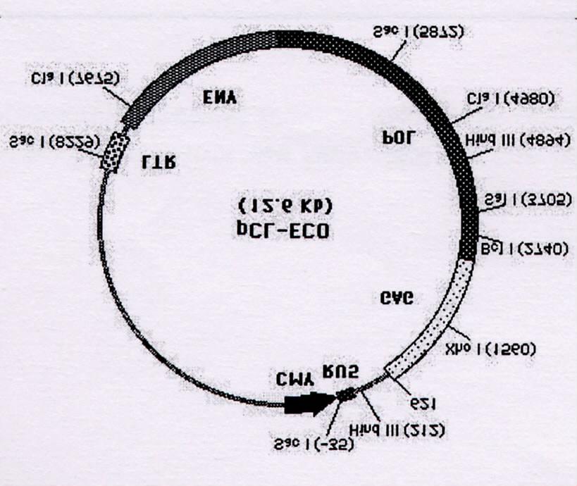 (3) stable clones ( IL-12 gene helper virus-free, retrovirus) retrovirus ( IL-12 gene ) supernatant, transforming growth factor-β Cancer retrovirus ( IL-12 gene ) Res. 52: 1386, 1992.