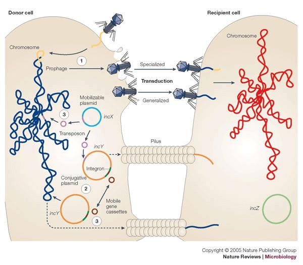 Η Κυτταρική Μηχανική (Cellular Engineering) είναι ένα πεδίο που επιχειρεί να ελέγξει τη λειτουργία των κυττάρων μέσω μεθόδων Χημικής Μηχανικής, Μηχανολογικής Μηχανικής, Ηλεκτρολογικής Μηχανικής ή