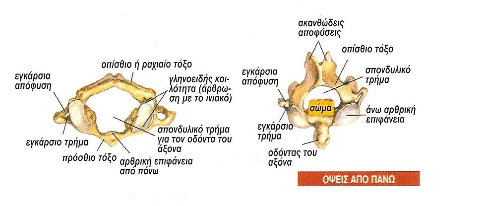 αυχενικού σπονδύλου είναι ψηλαφητή και αποτελεί το όριο μεταξύ αυχένα και ράχης. Οι εγκάρσιες αποφύσεις εμφανίζουν δύο ρίζες και ανάμεσά τους, υπάρχει το εγκάρσιο τρήμα.