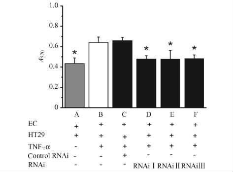 I group 4 RNAi Ⅱgroup 5 RNAi Ⅲ group * P < 0 05 # P < 0 05 vs untransfected and control sirna respectively 2 4 FucT Ⅶ HT-29 HUVEC RNAi FucT Ⅶ HT-29 HUVEC RNAi 2 6% psilencer 2 0-FucT Ⅶ 1 25 5%