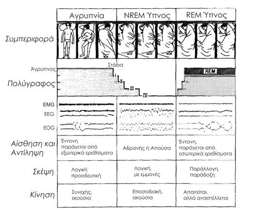 Ύπνος Ο ύπνος αποτελεί µια δυναµική, ενεργητική και πολύπλοκη κατάσταση απαραίτητη για την επιβίωση µας.