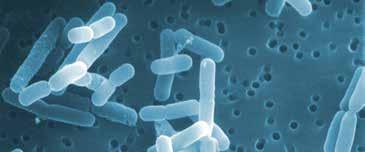 Το βιοϋμένιο είναι μια μεμβράνη όπου αποικίες μικροβίων αναπτύσσονται, πολλαπλασιάζονται και ωριμάζουν.