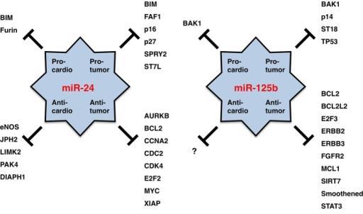 μικροrna στην κυκλοφορία Τα mir-24, mir-125b, mir-195, & mir-214 υπερεκφράζονται στην καρδιακή ανεπάρκεια Το mir-125b έχει θετική δράση στα