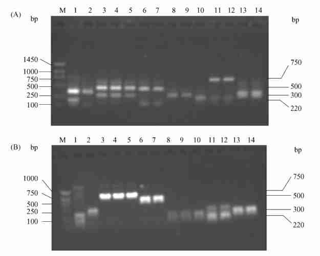 9 : CK2 252 829 Fig.